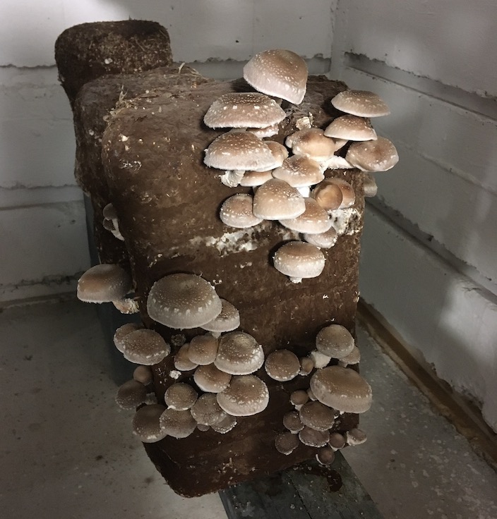 culture de shiitakés au blockhaus de Bacalan (La Champignonne)