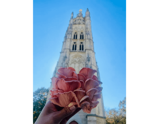 pleurote rose devant la Tour Pey Berland à Bordeaux